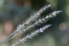 Setaria sphacelata sphacelata