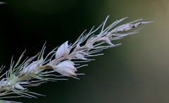 Setaria sphacelata sphacelata