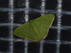 Urolitha bipunctifera