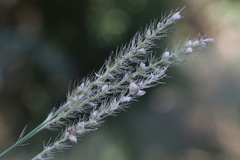 Setaria sphacelata sphacelata