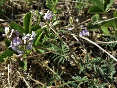Astragalus austriacus
