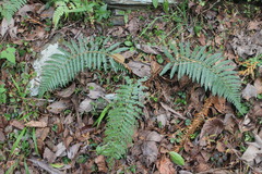 Polystichum parvipinnulum