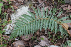 Polystichum parvipinnulum