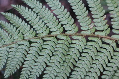 Polystichum parvipinnulum
