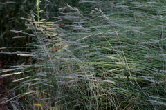 Setaria sphacelata sphacelata