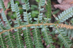 Polystichum parvipinnulum