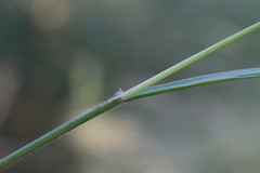 Setaria sphacelata sphacelata