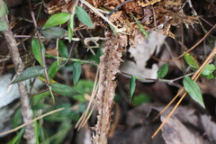 Polystichum parvipinnulum