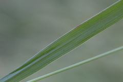 Setaria sphacelata sphacelata