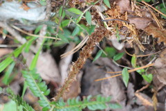 Polystichum parvipinnulum