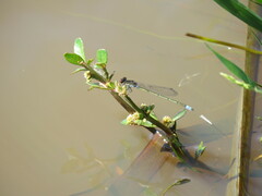 Pseudagrion hamoni