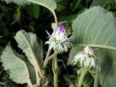 Baccharoides adoensis