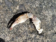 Charybdis japonica