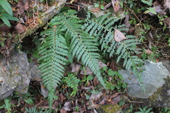Polystichum parvipinnulum