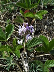 Astragalus austriacus