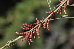 Indigofera cryptantha cryptantha