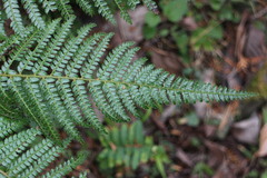 Polystichum parvipinnulum