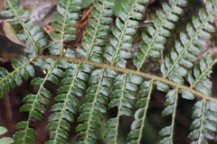 Polystichum parvipinnulum