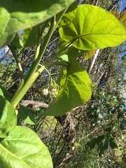 Solanum betaceum