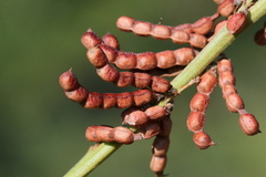 Indigofera cryptantha cryptantha