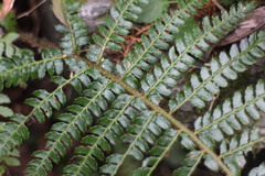 Polystichum parvipinnulum