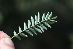 Indigofera cryptantha cryptantha