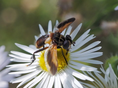 Trichopoda pictipennis