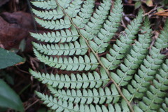 Polystichum parvipinnulum