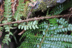 Polystichum parvipinnulum