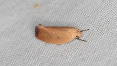 Acanthodela protophaes