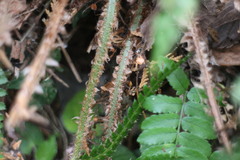 Polystichum parvipinnulum
