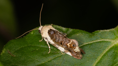 Acontia nivipicta