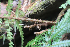 Polystichum parvipinnulum