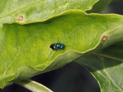 Pseudomalus pusillus