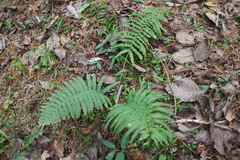 Dryopteris cycadina
