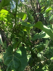 Solanum betaceum