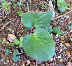 Pelargonium asarifolium