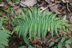 Dryopteris cycadina
