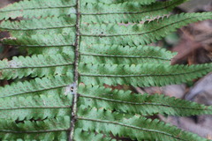 Dryopteris cycadina