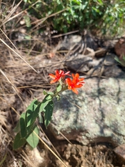 Oxypetalum coccineum