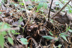 Dryopteris cycadina