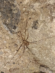 Bunochelis spinifera