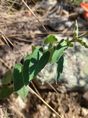 Oxypetalum coccineum