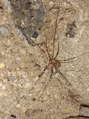 Bunochelis spinifera