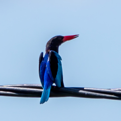 Halcyon cyanoventris