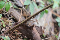 Dryopteris cycadina