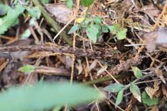 Dryopteris cycadina