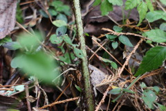 Dryopteris cycadina