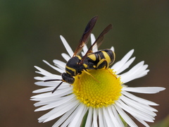 Leucospis dorsigera