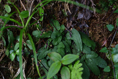 Staurogyne concinnula